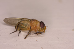 Fly IMG_2189