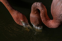 parc aux oiseaux Villars les Dombes