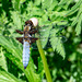 Broad-bodied Chaser-DSA 7105