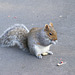 Squirrel Eating 03