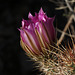 Hedgehog Cactus