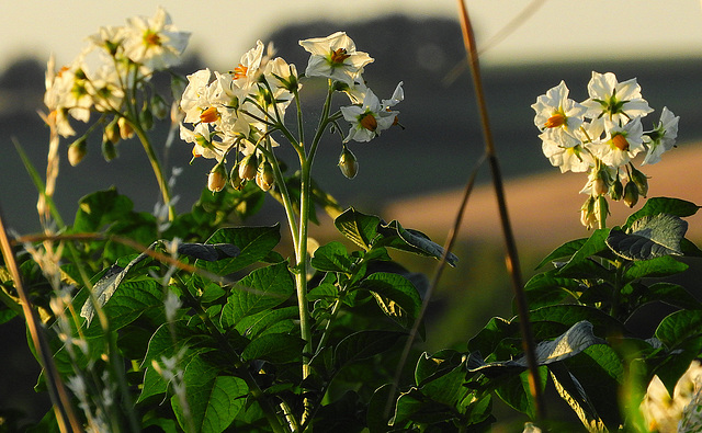 Potato Flowers