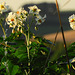 Potato Flowers