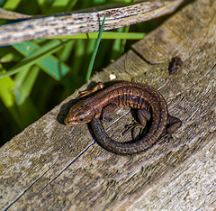 Young lizard sunning itself at Burton Mere