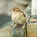 Sparrow waiing for food