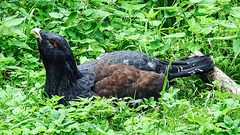 20190901 5602CPw [D~VR] Auerhuhn, Vogelpark Marlow