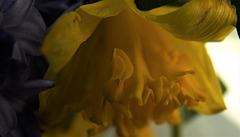 Daffodil 5