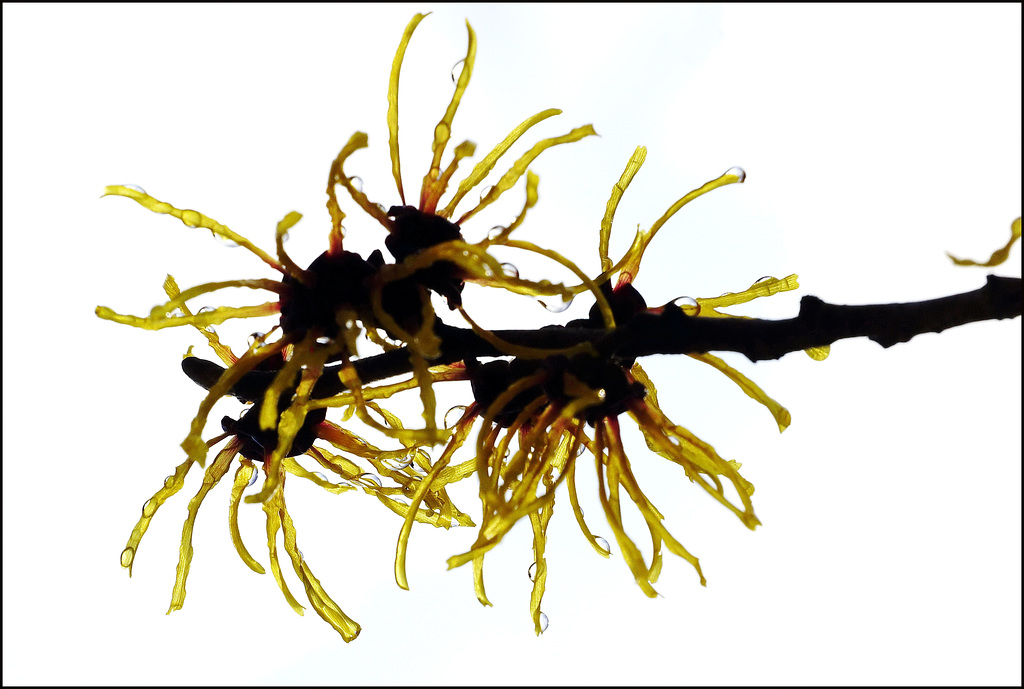 Hamamelis