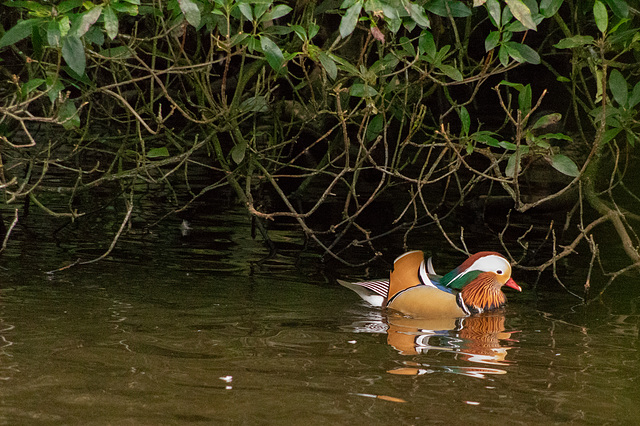 Mandarin Drake Duck