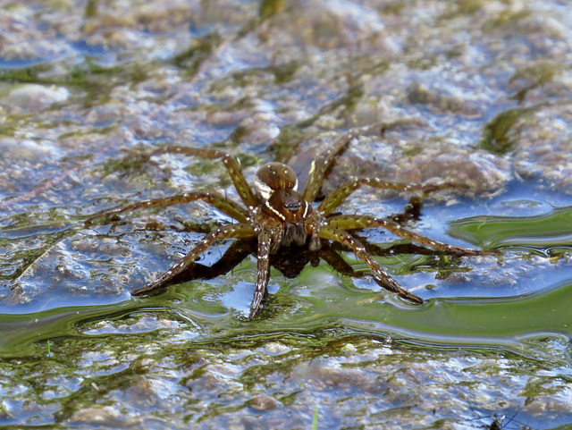 Spotted fishing spider (Dolomedes triton)