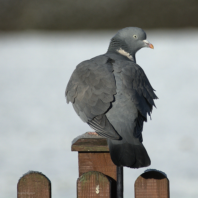 Winter Wood Pigeon