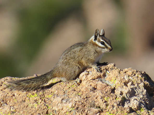 Cliff Chipmunk