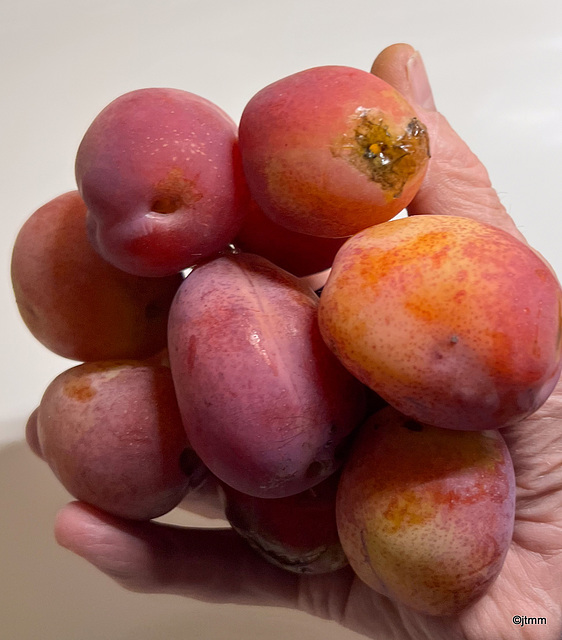 Victoria Plums from the garden