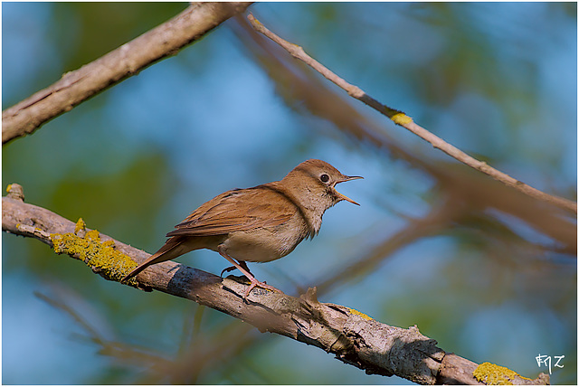Rossignol philomèle (Luscinia megarhynchos) - Common Nightingale