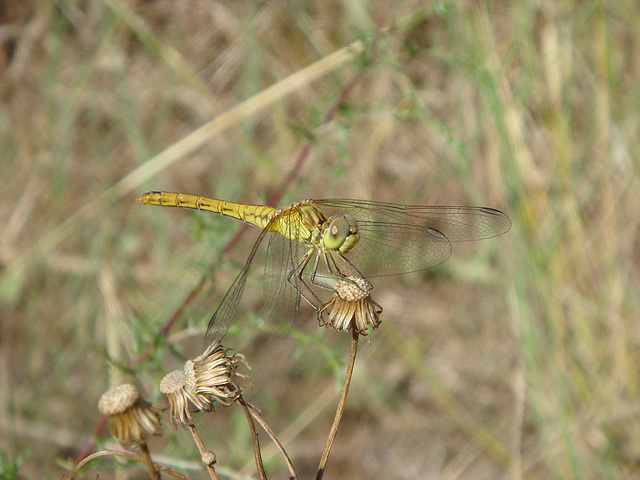 Common Darter f immature (Sympetrum striolatum) 07