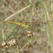 Common Darter f immature (Sympetrum striolatum) 07
