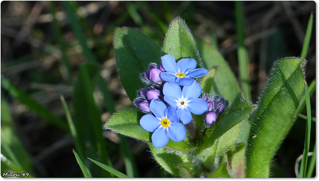 FLEURS des CHAMPS