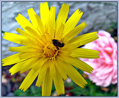 Insect on Dandelion.