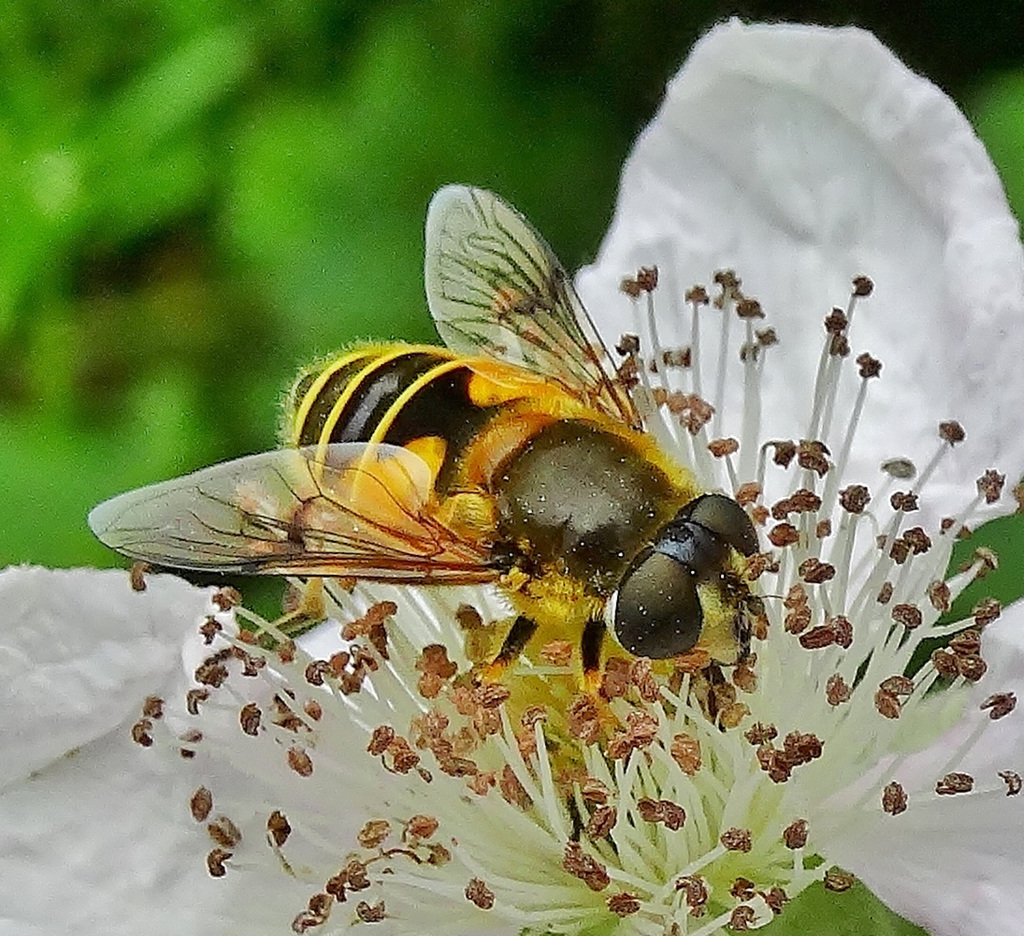 Hoverfly