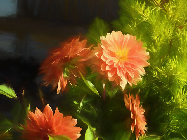 dahlias