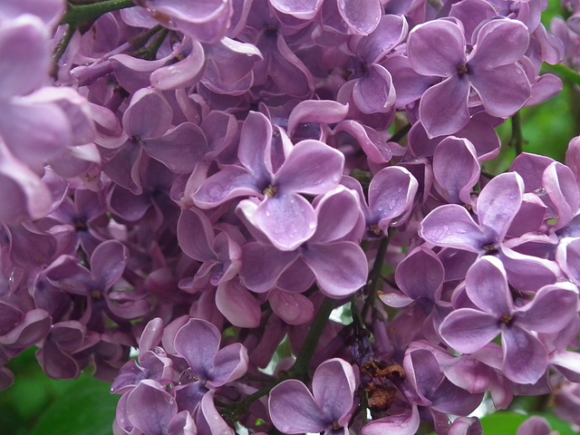 Lilac Flowers