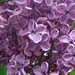 Lilac Flowers