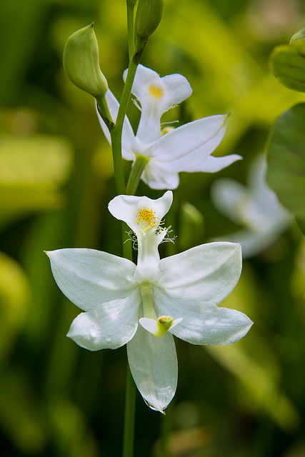 Calopogon tuberosus forma albiflorus (Common Grass-pink orchid - white form)