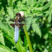 Broad-bodied Chaser-DSA 7105-2