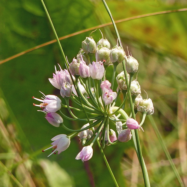 Nodding Onion / Allium cernuum