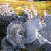 Squirrel on the Rocks 09