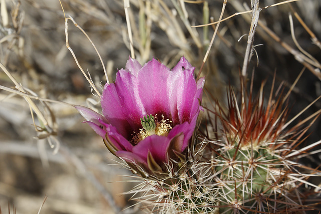 Hedgehog Cactus