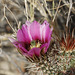 Hedgehog Cactus