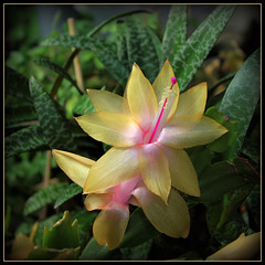 Schlumbergera orange , pour Pam