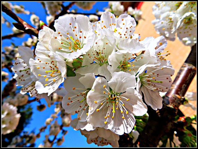 Flores de cerezo.