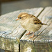 Sparrow waiting on the table