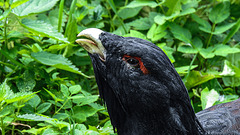 20190901 5603CPw [D~VR] Auerhuhn, Vogelpark Marlow