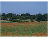 Codicote poppies