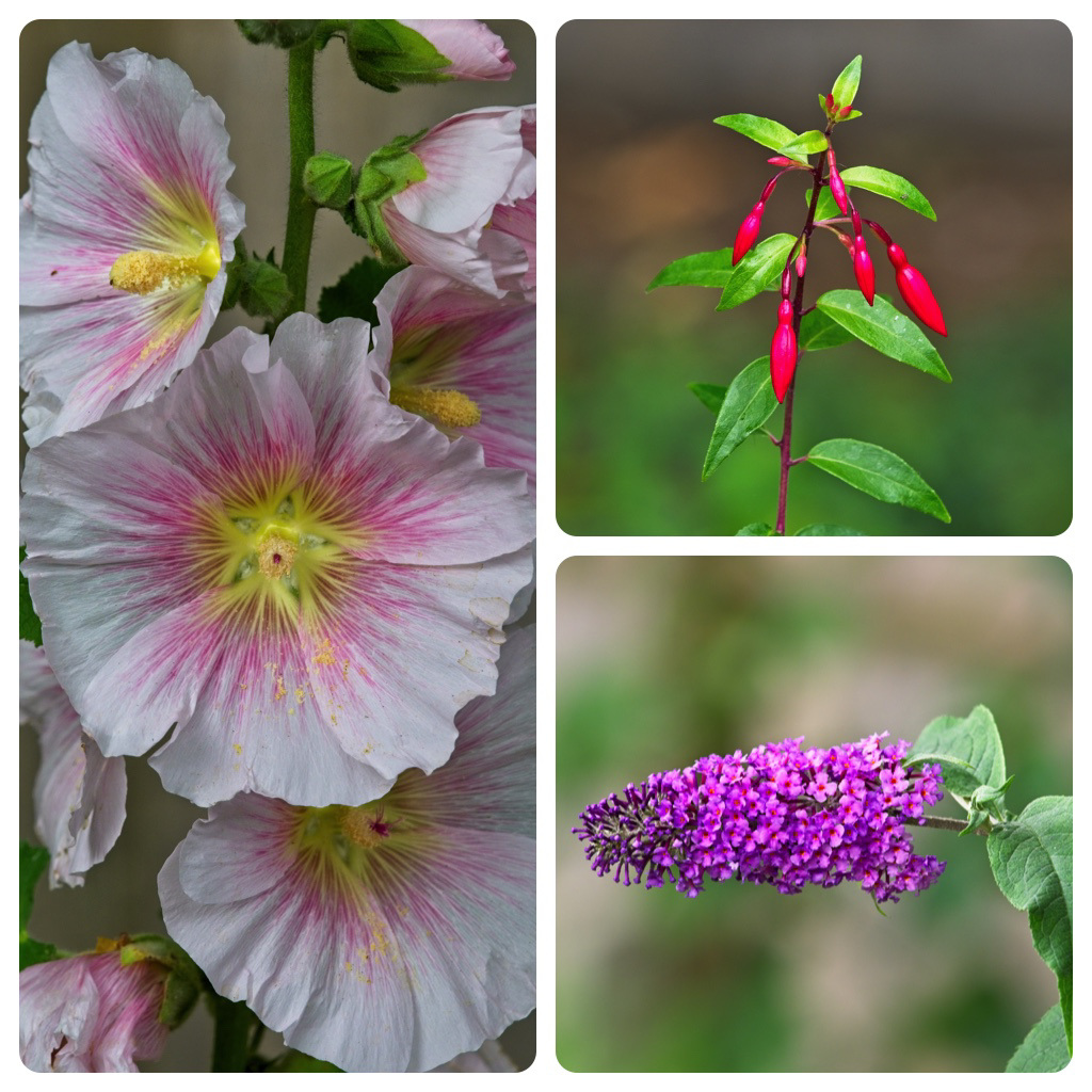 Hollyhocks, Fuschia, Buddleia