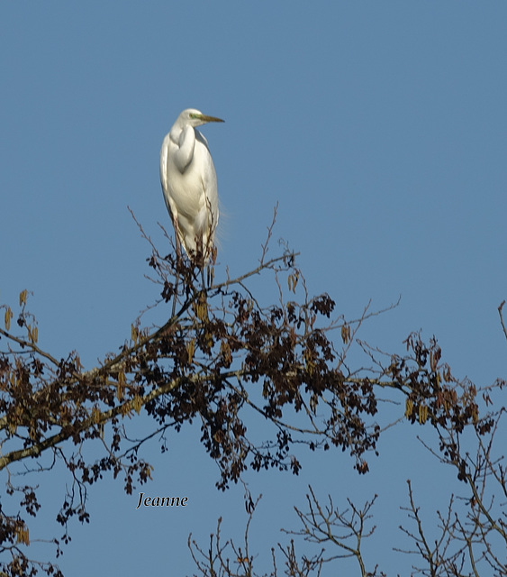 Je pense aigrette ?????