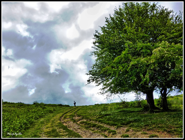 Caminando