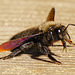 Gestatten: Blaue Holzbiene, Geschlecht männlich - Allow me: Violet carpenter bee, sex male