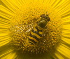 IMG 0994 Hoverfly