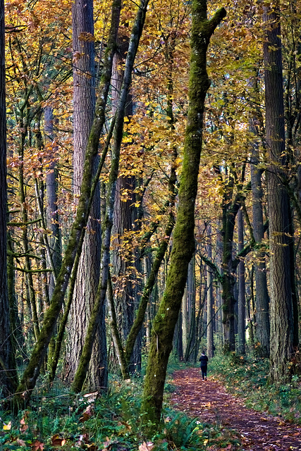 Runner in the woods