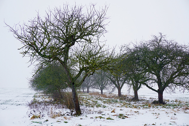 Obstgarten - Orchard