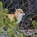 Red Fox in a mountain location