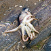 Squid Stranded at Little Eye Hilbre 26 Aug 2015