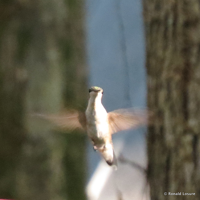 Ruby-throated hummingbird