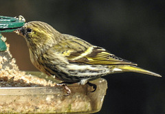 20180330 3289CPw [D~LIP] Erlenzeisig (Carduelis spinus), Bad Salzuflen