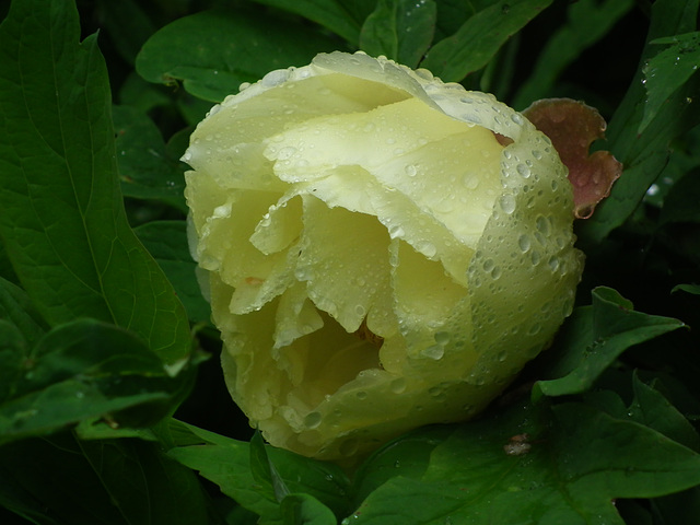 Tree Peony after Rain