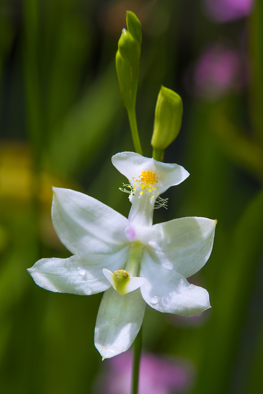 Calopogon tuberosus forma albiflorus (Common Grass-pink orchid - white form)